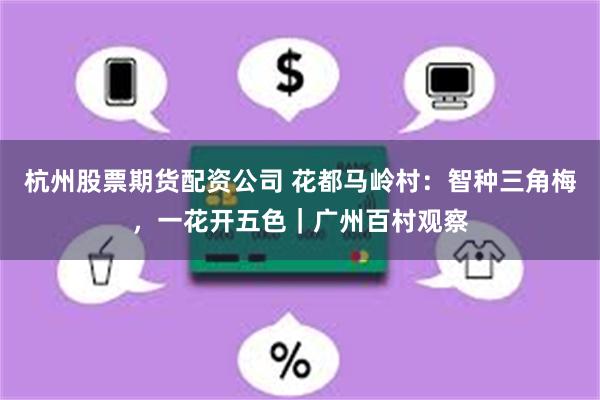 杭州股票期货配资公司 花都马岭村：智种三角梅，一花开五色｜广州百村观察