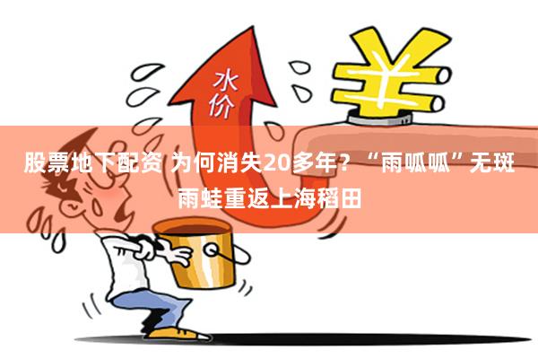 股票地下配资 为何消失20多年？“雨呱呱”无斑雨蛙重返上海稻田